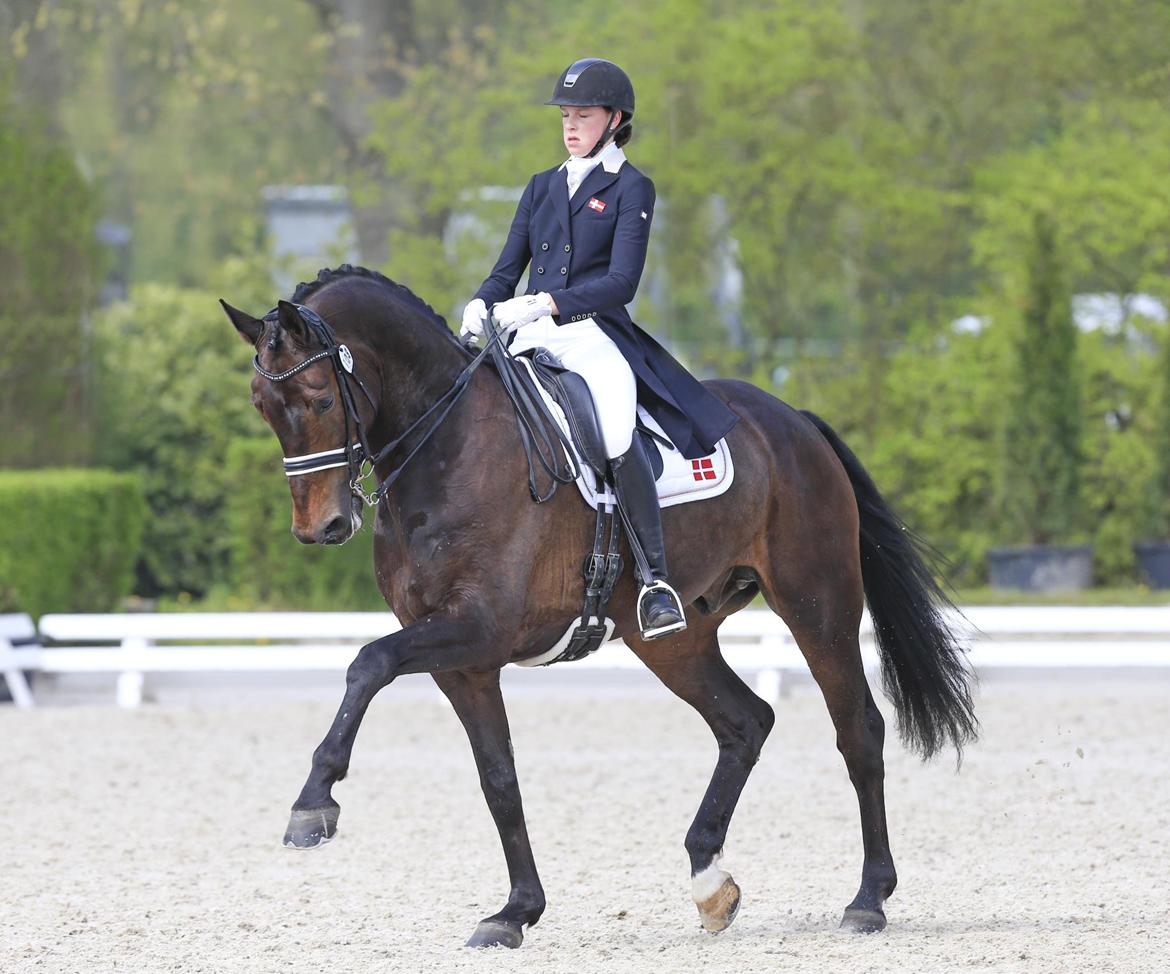 Westfaler Fernet D - A hest - første internationale efter kun 6 måneder sammen billede 2