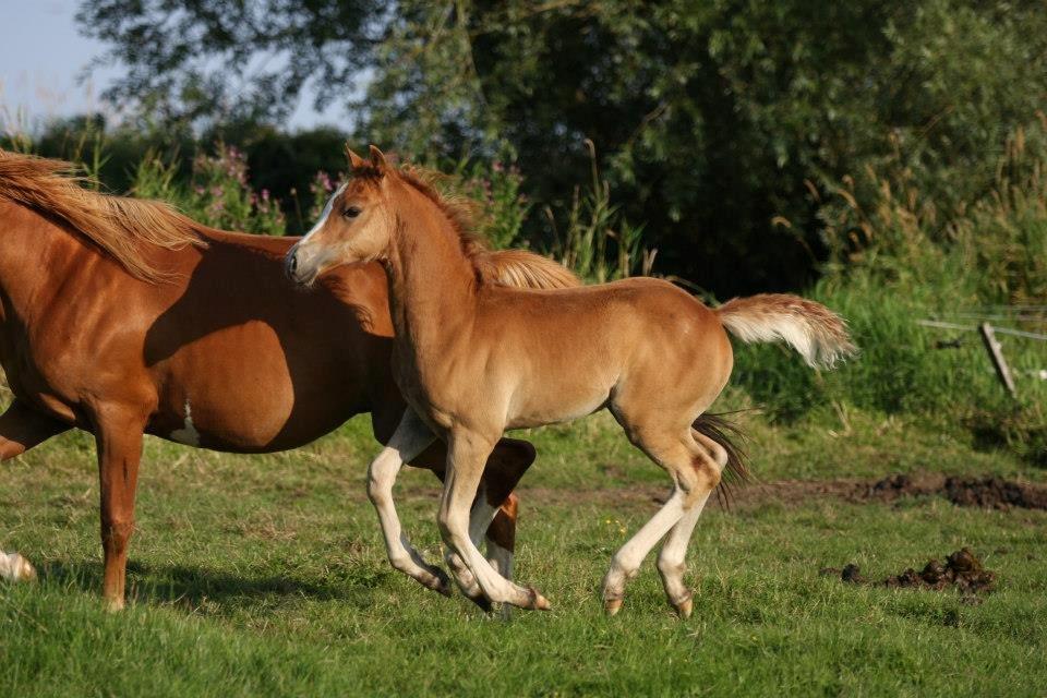 Palomino Reballe Galium (Gabriel) - Gabriel og sin mor får en frisk galop på folden <3 billede 5