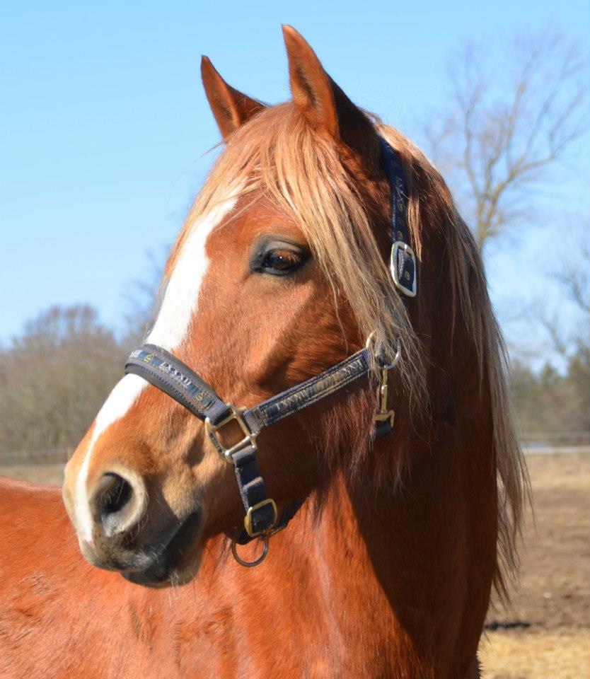 Palomino Reballe Galium (Gabriel) - Smukke Gabriel  billede 2