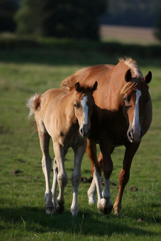 Palomino Reballe Galium (Gabriel) - Sååå sødt <3 billede 7