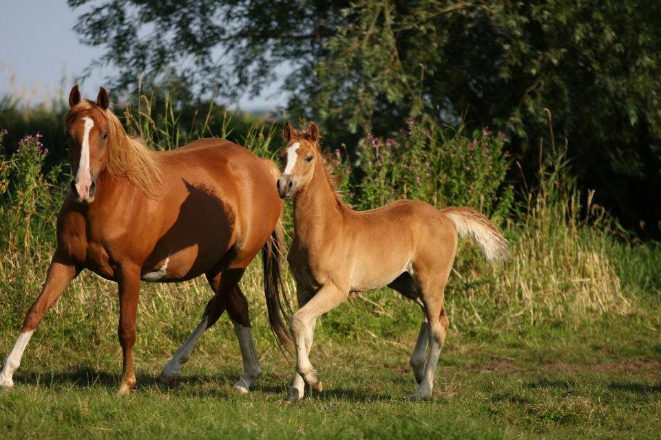 Palomino Reballe Galium (Gabriel) - Lille bølle :) billede 6