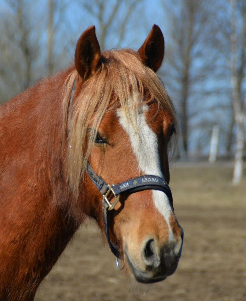 Palomino Reballe Galium (Gabriel) - Gabbe på folden billede 4