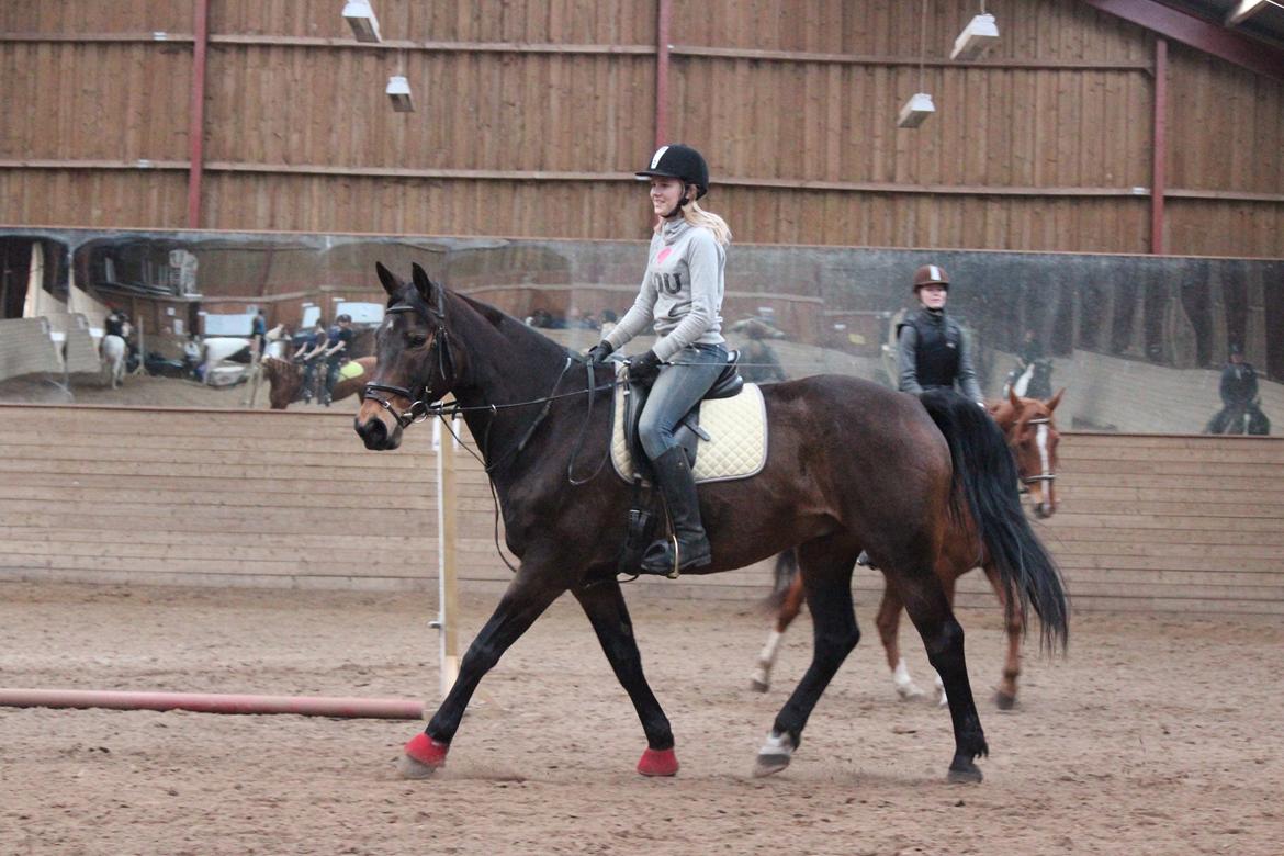 Pinto Bariolé Déja Vú billede 3