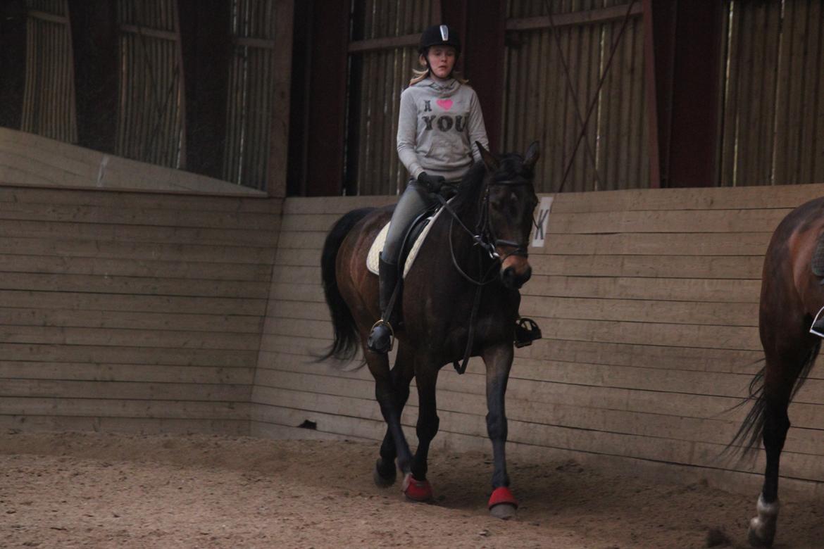 Pinto Bariolé Déja Vú billede 12