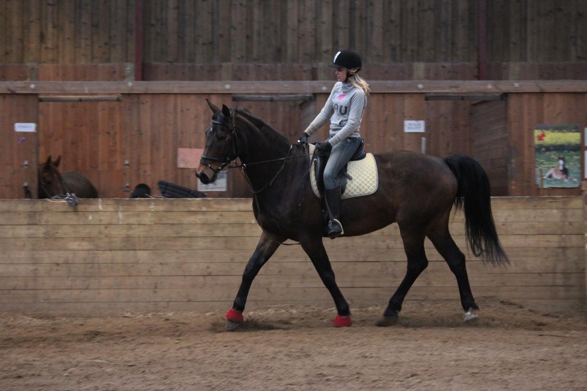 Pinto Bariolé Déja Vú billede 13