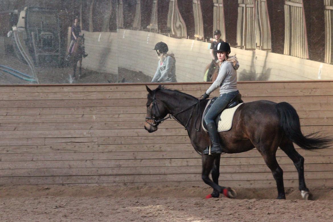 Pinto Bariolé Déja Vú billede 7