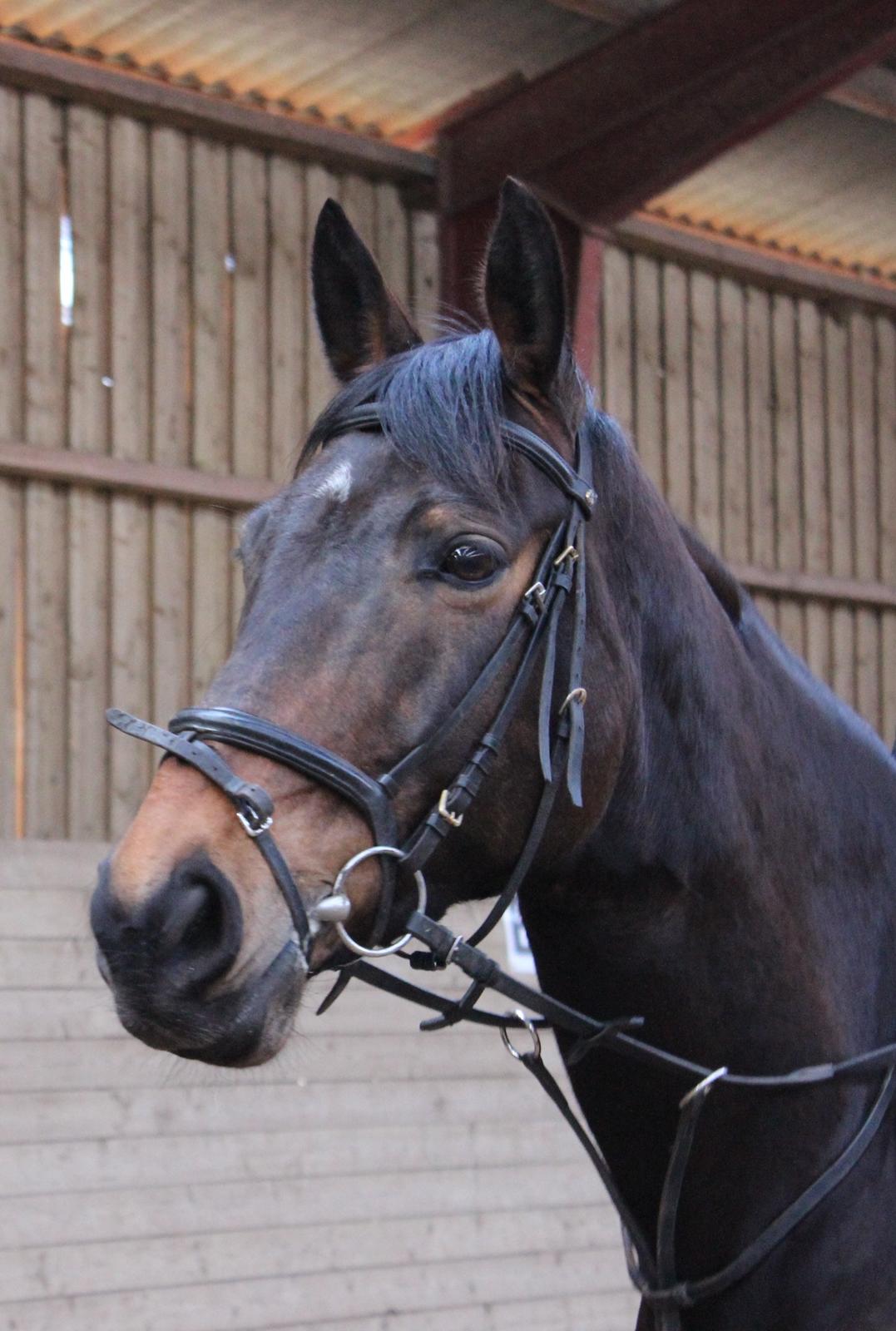 Pinto Bariolé Déja Vú billede 16