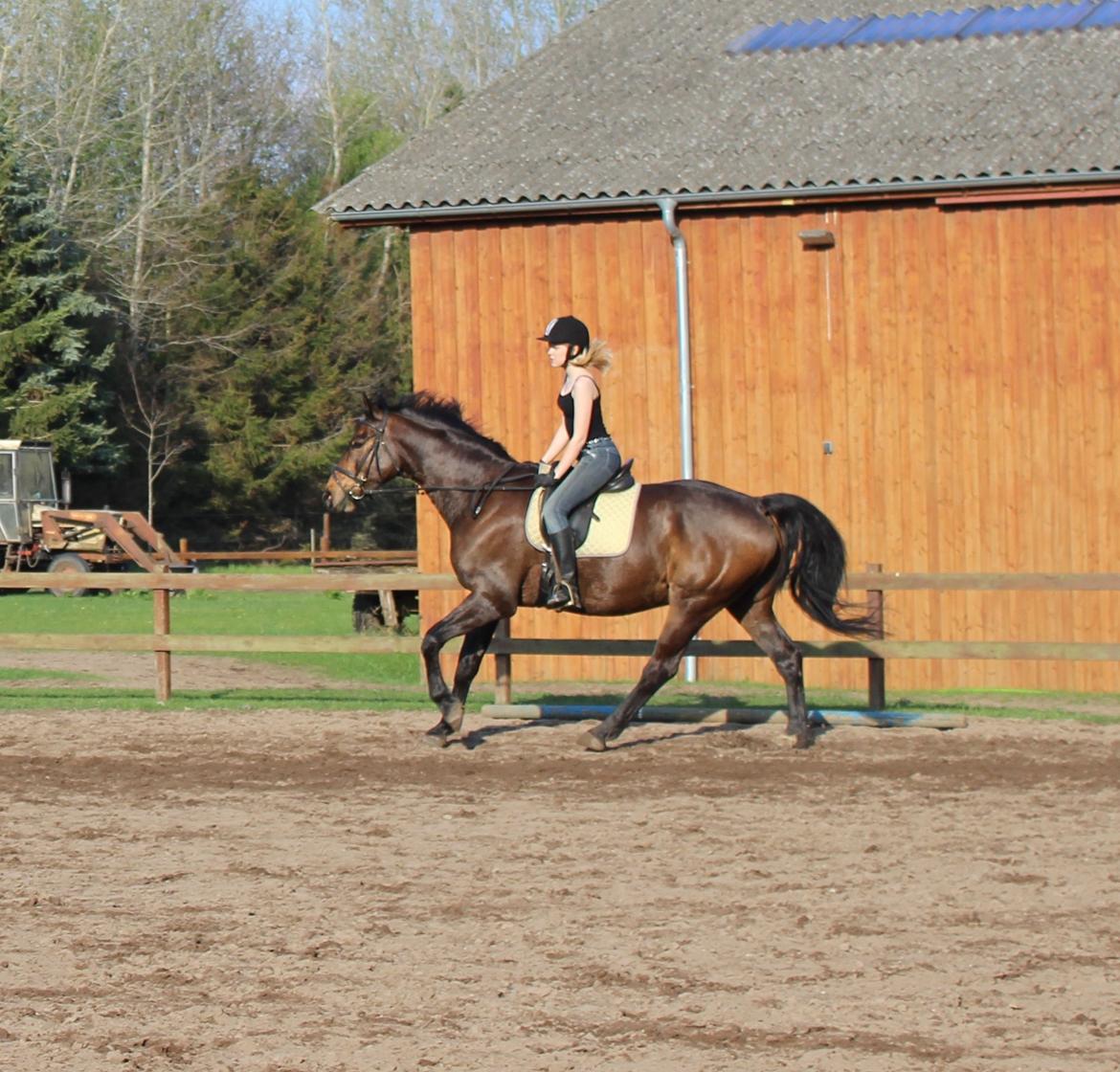 Pinto Bariolé Déja Vú billede 6