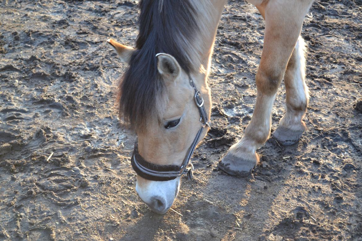 Anden særlig race Lukas [Tidl. hest] billede 2