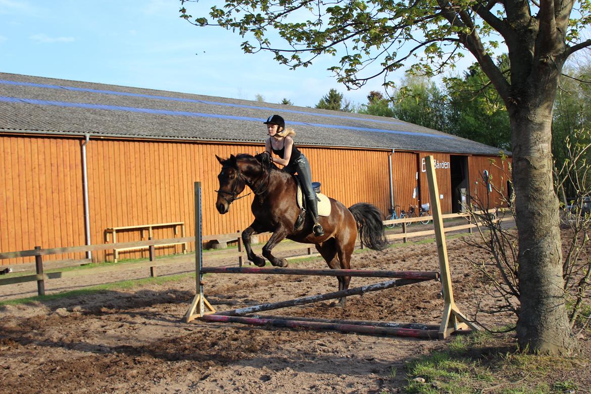 Pinto Bariolé Déja Vú billede 1