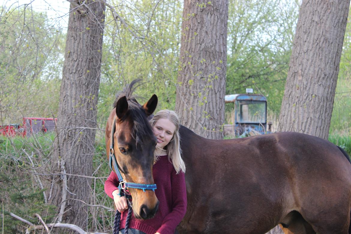 Pinto Bariolé Déja Vú billede 5