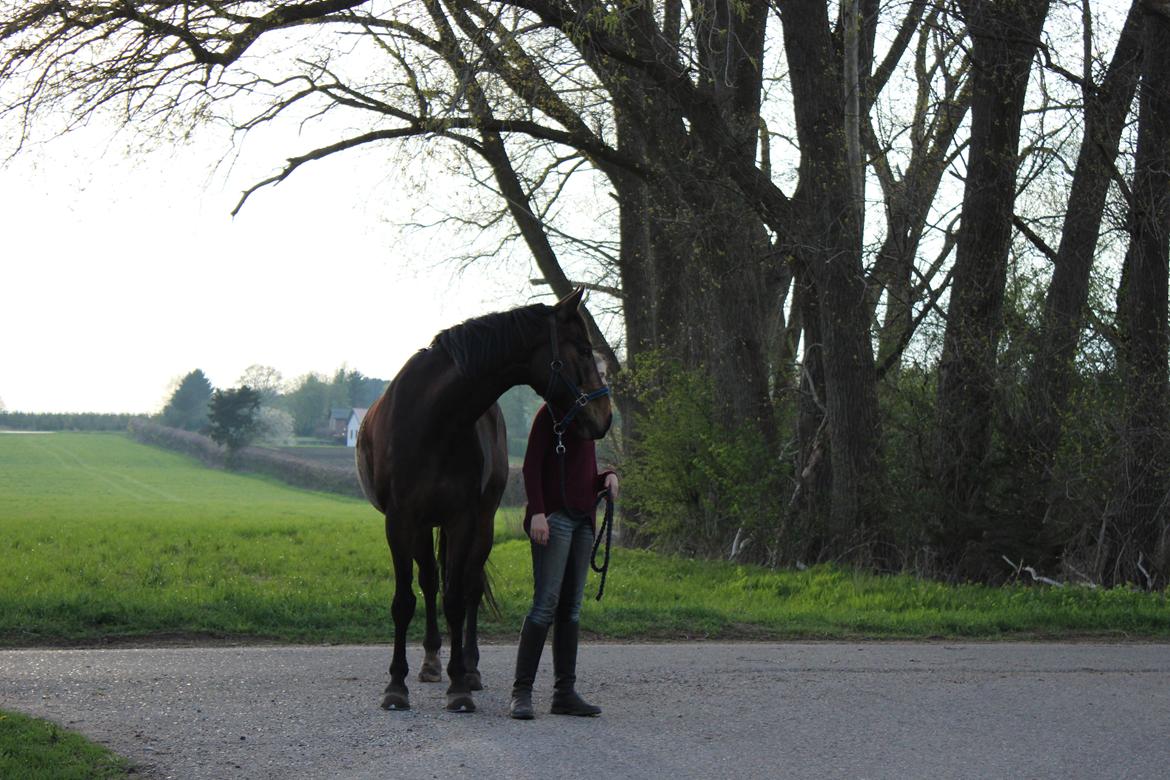 Pinto Bariolé Déja Vú billede 15