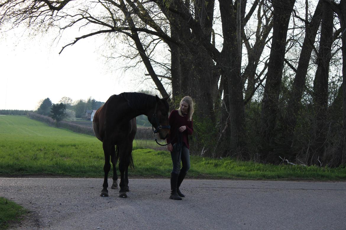Pinto Bariolé Déja Vú - Min bedsteven! <3 billede 17