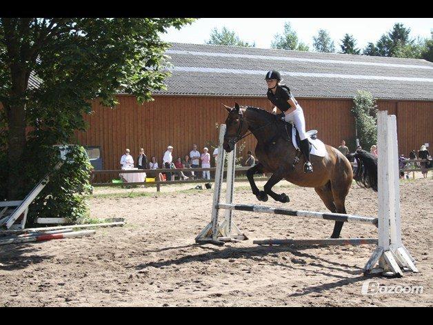 Pinto Bariolé Déja Vú billede 18