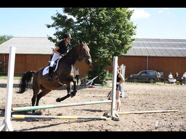 Pinto Bariolé Déja Vú billede 20