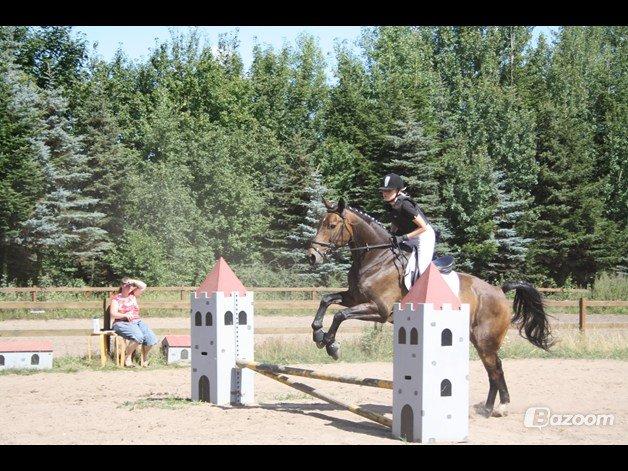 Pinto Bariolé Déja Vú billede 2