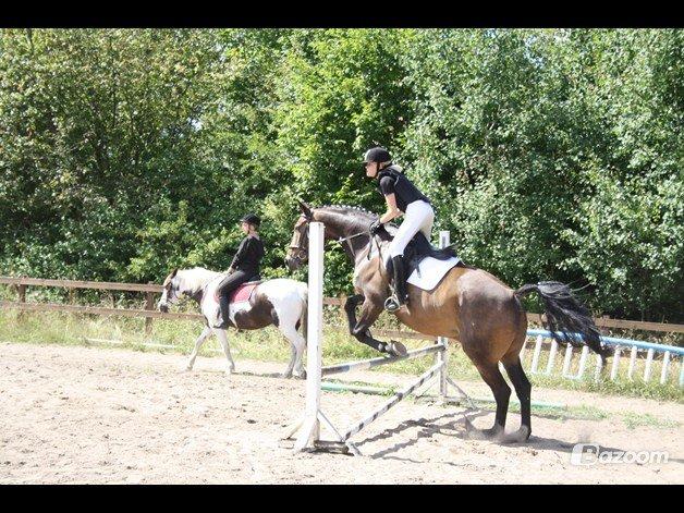 Pinto Bariolé Déja Vú billede 10