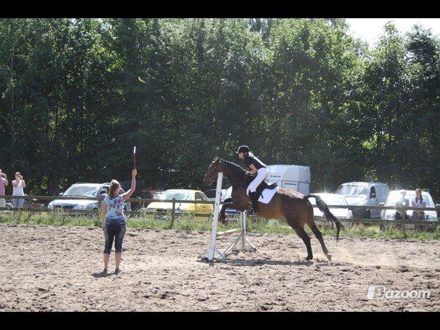 Pinto Bariolé Déja Vú billede 9