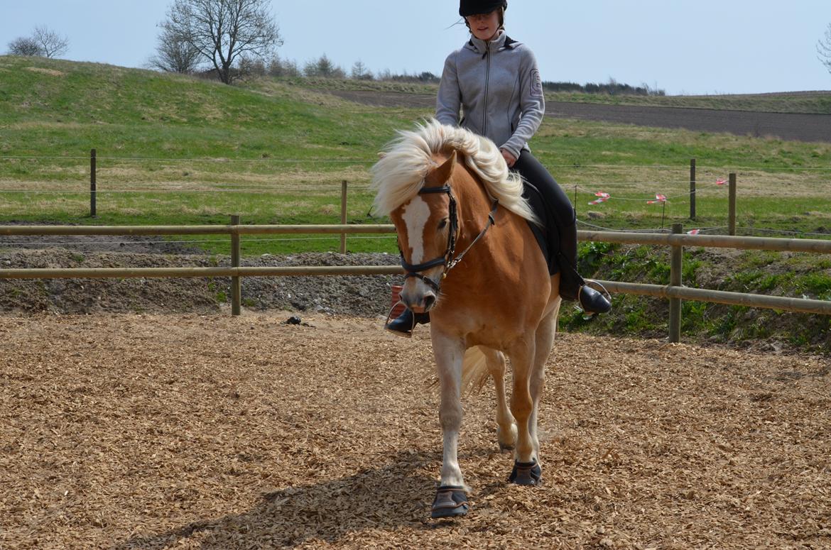 Haflinger N. Don Carlos - Dygtige dreng <3 billede 12