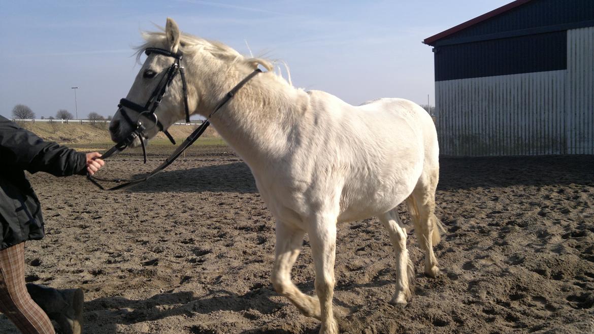 Anden særlig race Savages Isak Venture R.I.P elsket og altid savnet - "kom så dreng. vi skal afsted" XD billede 11
