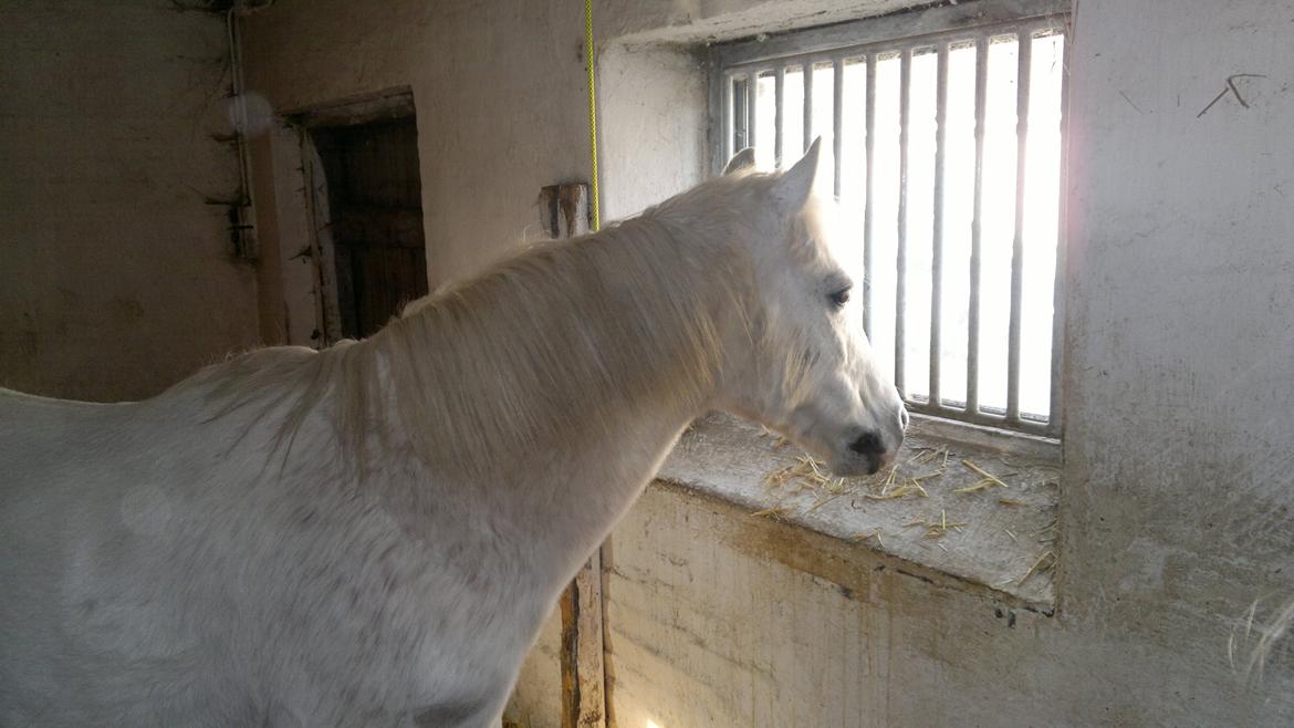 Anden særlig race Savages Isak Venture R.I.P elsket og altid savnet billede 12