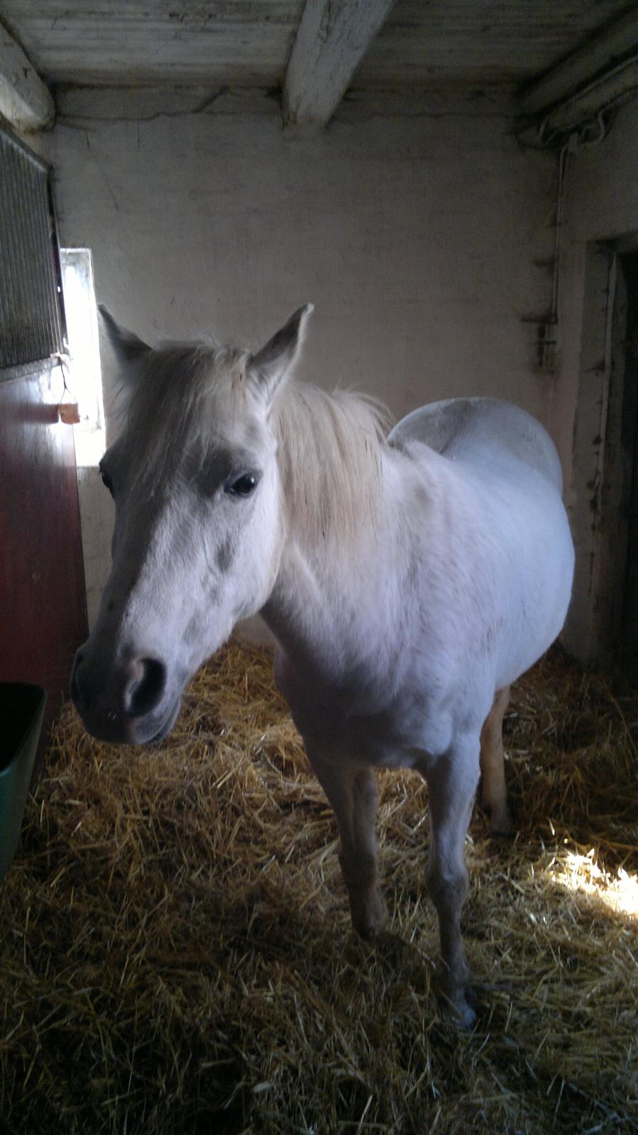 Anden særlig race Savages Isak Venture R.I.P elsket og altid savnet - velkommen til Isaks profil:) billede 1