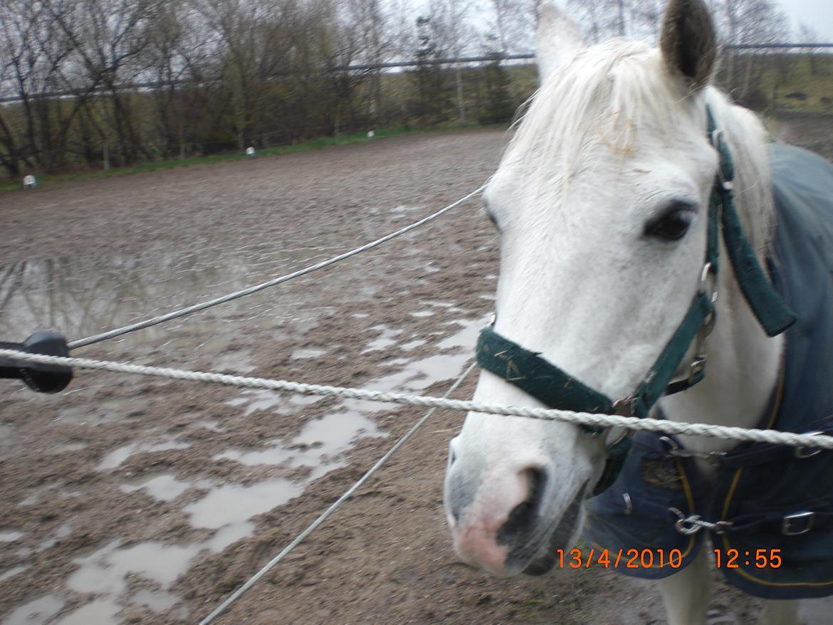 Anden særlig race Savages Isak Venture R.I.P elsket og altid savnet billede 14