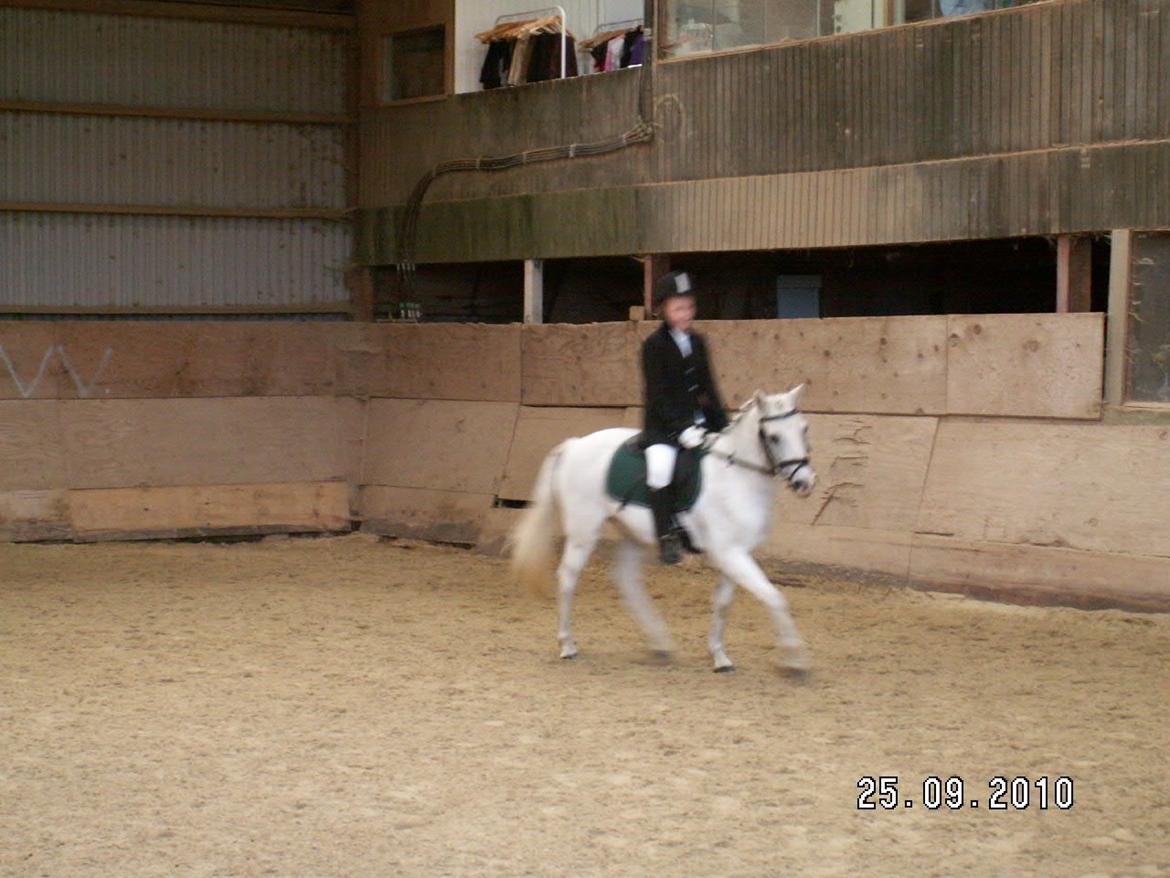 Anden særlig race Savages Isak Venture R.I.P elsket og altid savnet - på opvarmnings banen var du en stjerne:) billede 5