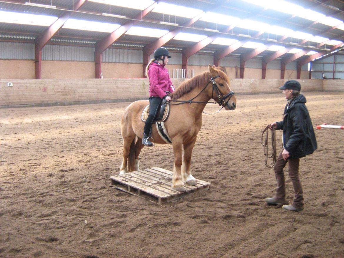 Anden særlig race Bertram billede 4