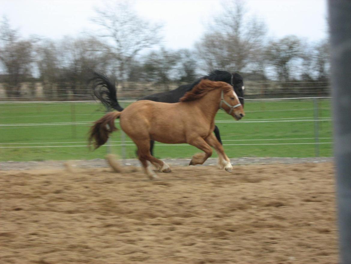 Anden særlig race Bertram billede 2