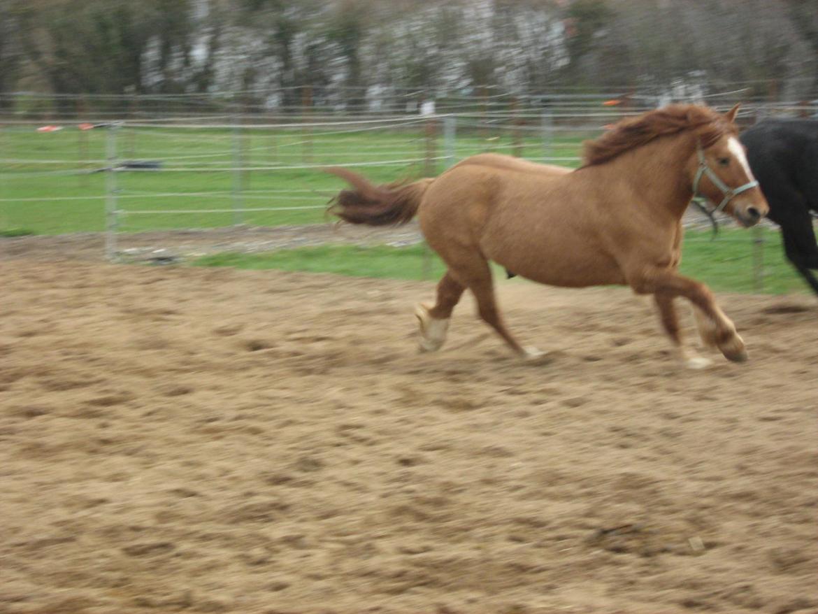 Anden særlig race Bertram billede 5