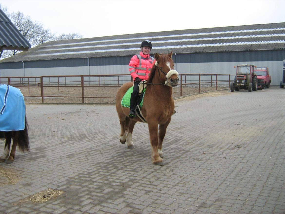 Anden særlig race Bertram billede 6