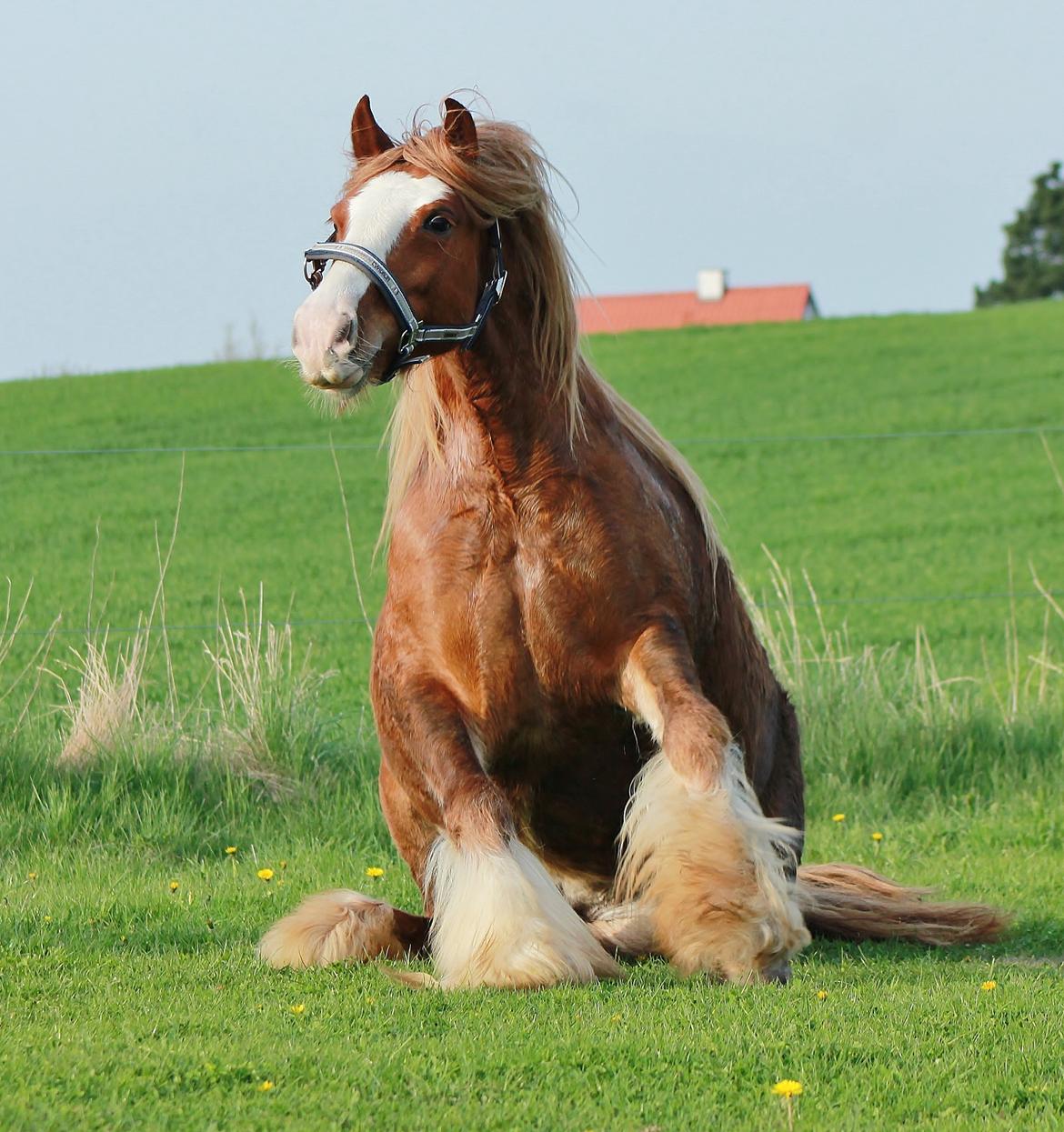 Tinker Red Aicha - Sommer 13 billede 5