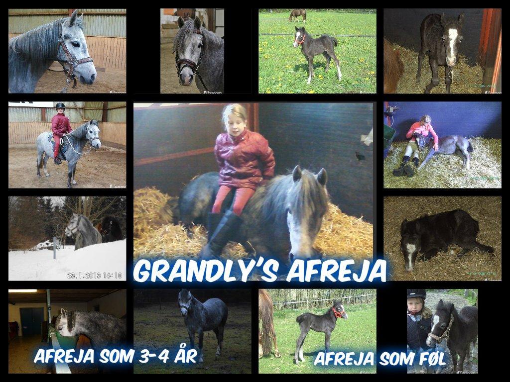 Welsh Mountain (sec A) Grandly's Afreja billede 7