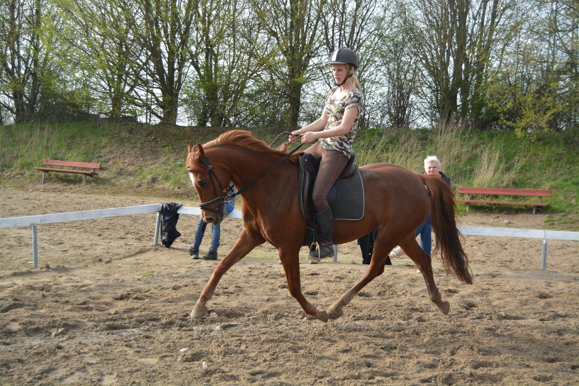 Anden særlig race Potter (Rideskole hest) - Trænning. billede 11