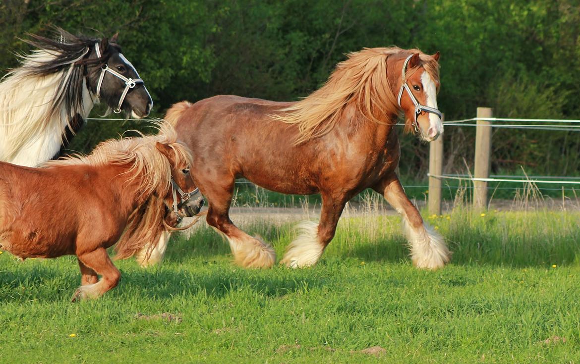 Tinker Red Aicha - Sommer 13 billede 7