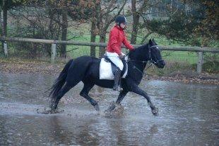 Welsh Cob (sec D) Garnfach Lona (Lonski) **SOLGT ** - Første Jagt :D
hun var ikke vild med at skulle springer over og ind i en anden ridebane med vand ;) billede 18