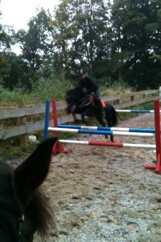 Welsh Cob (sec D) Garnfach Lona (Lonski) **SOLGT ** - Sidste jeg sprang på hende
 billede 19