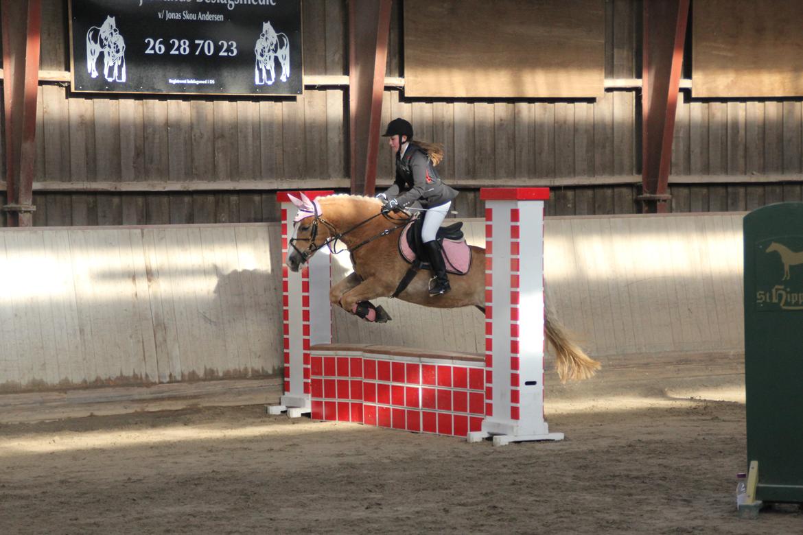 Haflinger Studgårdens Sally <3<3 - 6] Spring stævne. 70cm's sløjfe spring, var fejlfri :) Dato: 19.04 2013 Foto: Min Mor billede 6