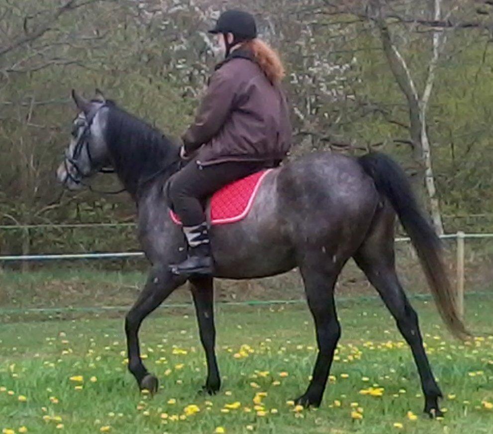 Anden særlig race Payback - D.  09-05-2013, min (ejer) første ridetur på Payback :)  billede 1