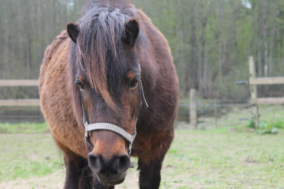 Shetlænder Bloom billede 1