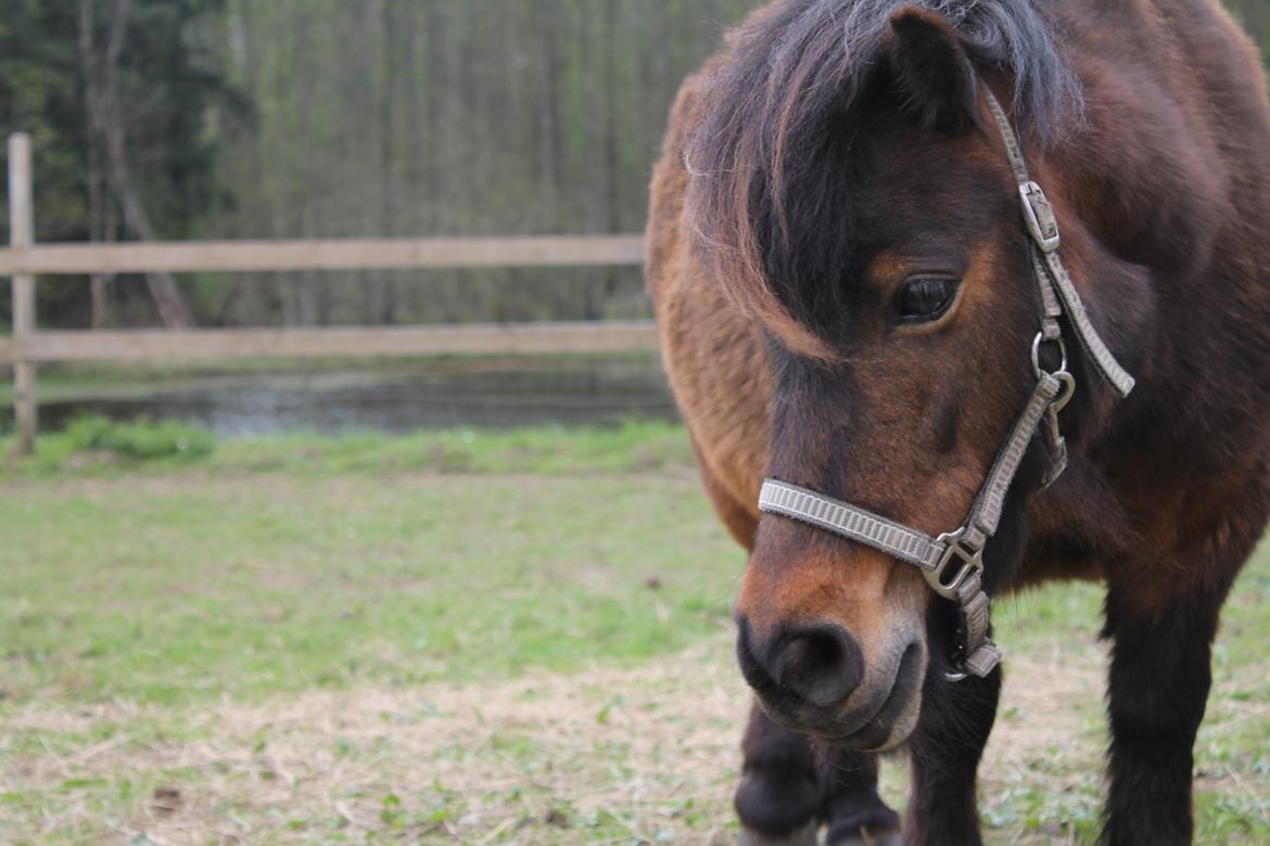 Shetlænder Bloom billede 18