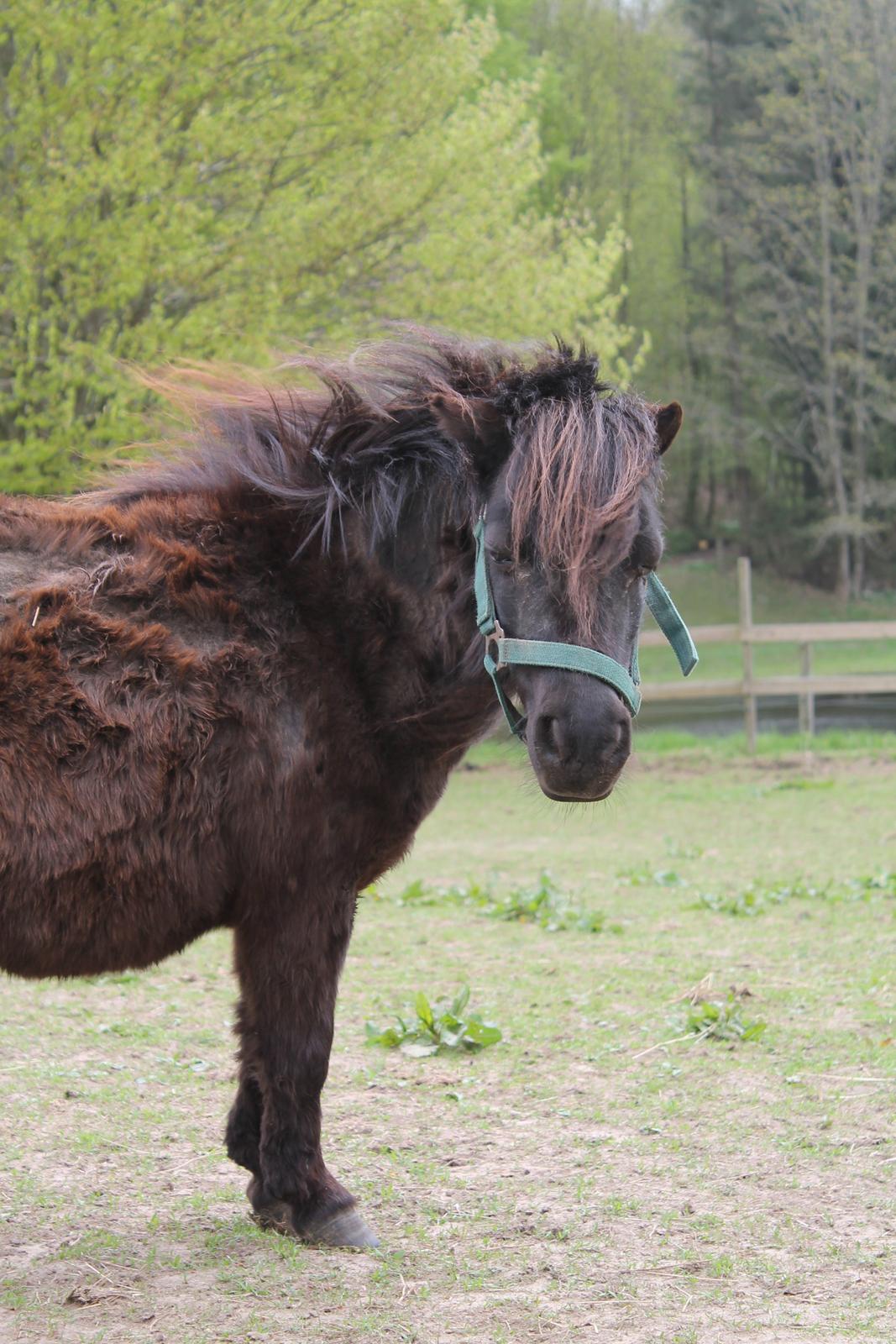 Shetlænder Skovvangens Mischa billede 1