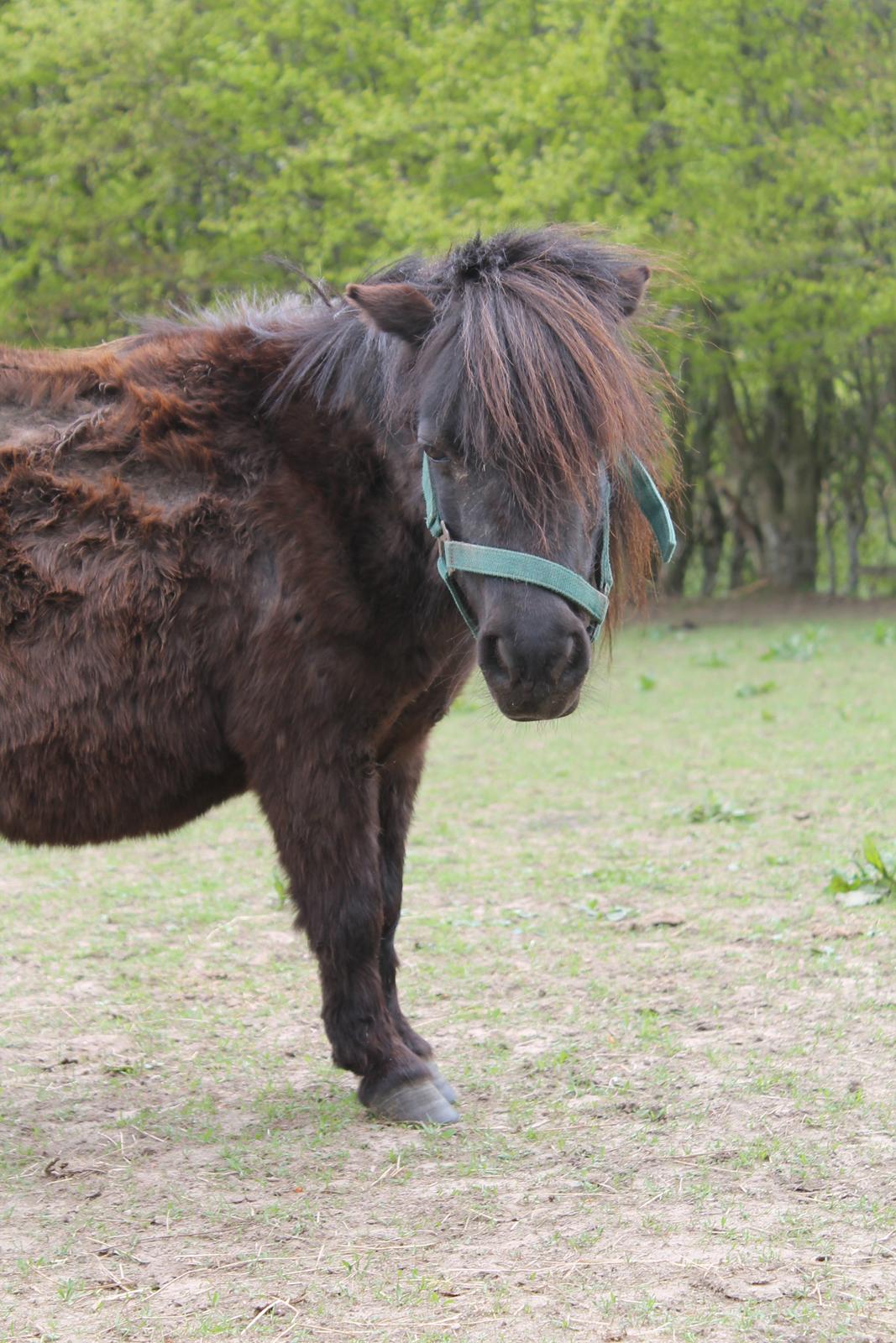 Shetlænder Skovvangens Mischa billede 5
