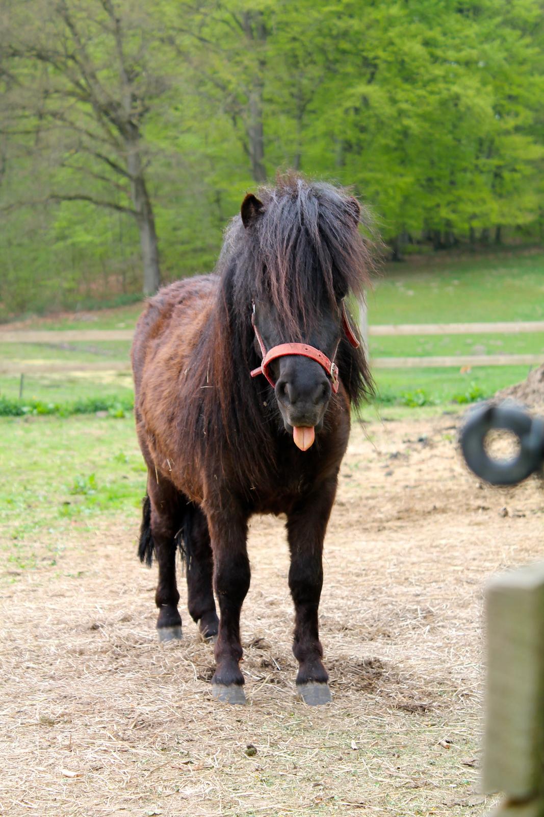 Shetlænder Endemoselunds Milton billede 7