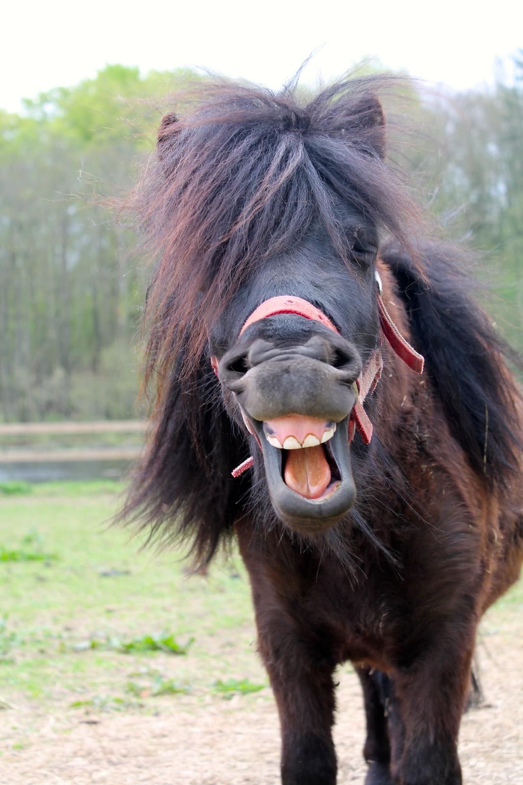 Shetlænder Endemoselunds Milton billede 13