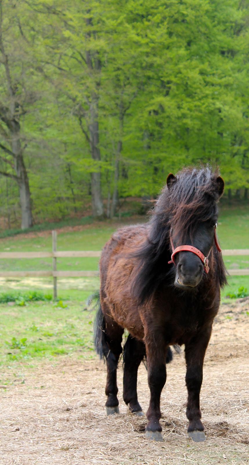 Shetlænder Endemoselunds Milton billede 3