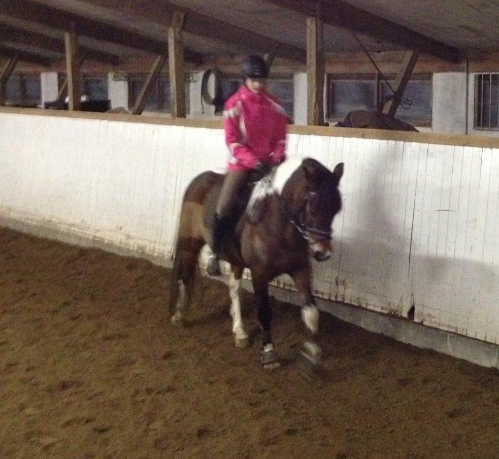 Pinto Joey Moe billede 1