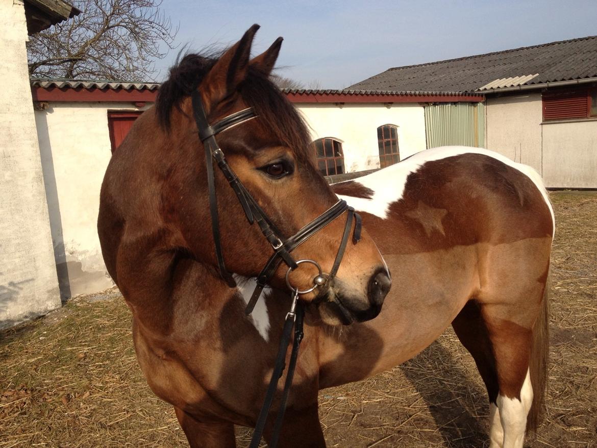 Pinto Joey Moe billede 5