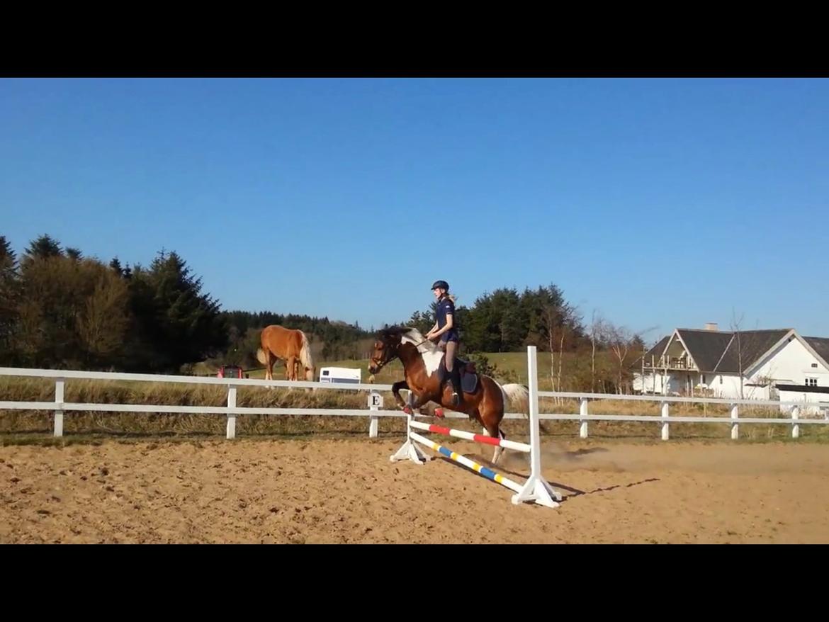 Pinto Joey Moe billede 12